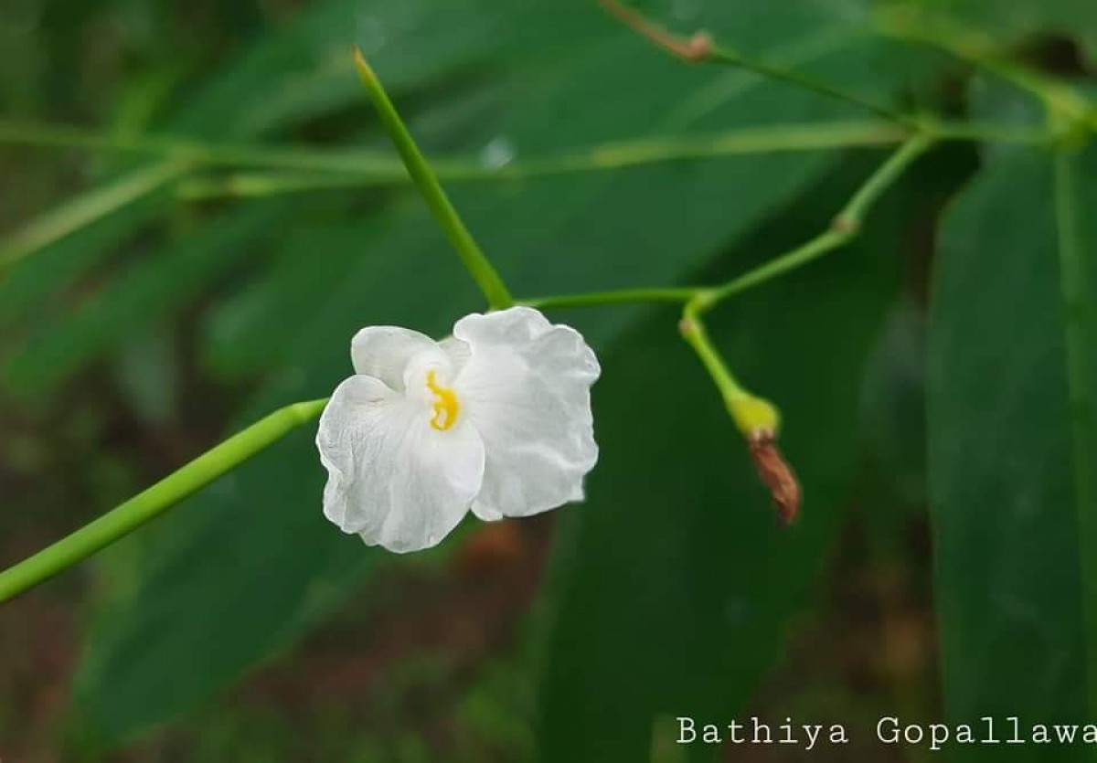 Indianthus virgatus (Roxb.) Suksathan & Borchs.